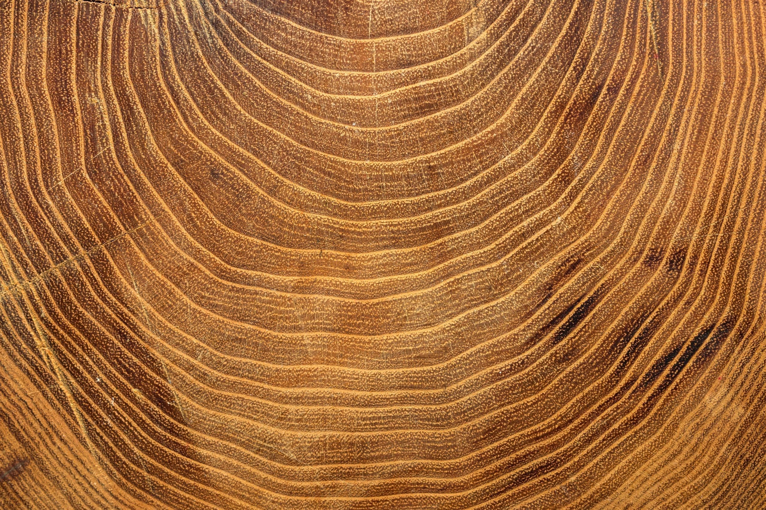 close-up-growth-rings-tree